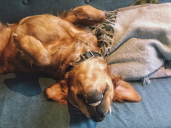 DOG Leather Collar